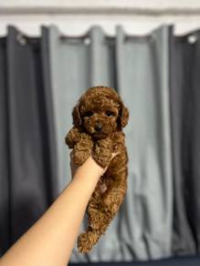Red toy poodle
