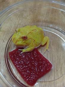 Pacman Frog 