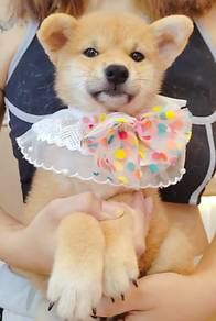 Shiba