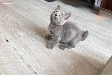 BSH Munchkin