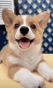 Corgi Welsh
