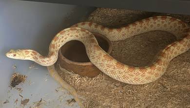 Bull Snake