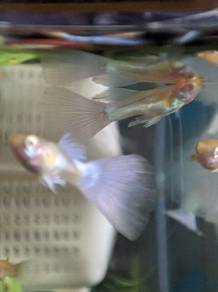 guppy pasangan/borong , pokok, utk akuarium