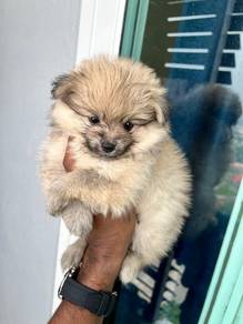 mini pom