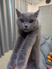 british shorthair adult