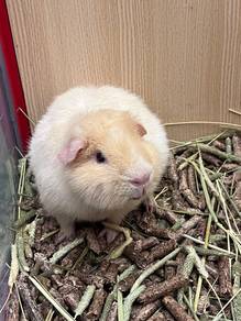 Guinea Pig
