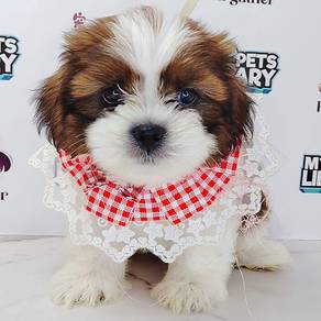 Shih Tzu