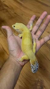 Leopard gecko