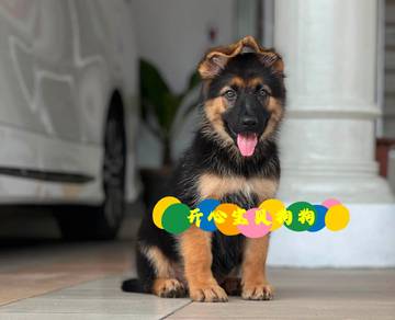 German Shepherd (F)