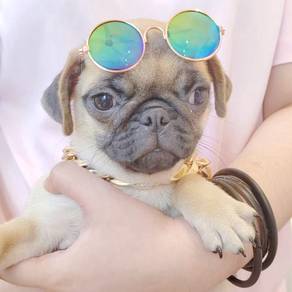 Pug