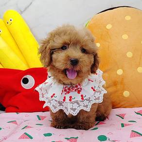 Poodle