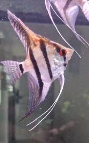 Santa Isabel Angelfish