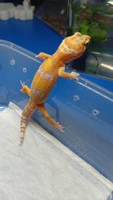 Leopard Gecko 