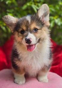 CORGI PUPPIES C112 Available Male & Female