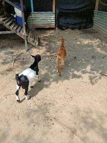 kambing kg