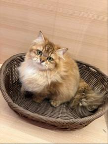Munchkin long hair cat for sale