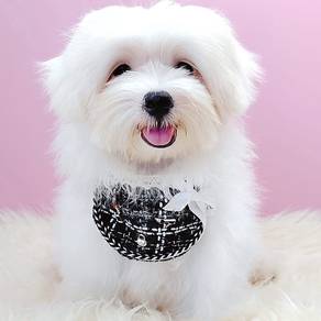 Maltese