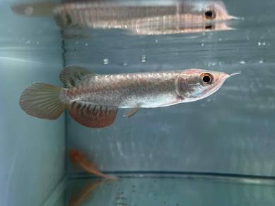 Ikan Golden Arowana Fish-4 inch (ARC-2)