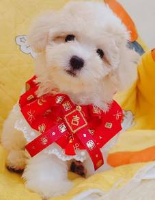 Maltipoo