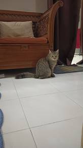 kucing mix