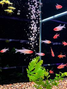 Rummy Nose Tetra
