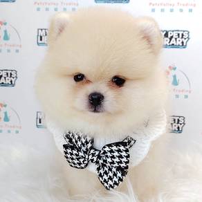 Pomeranian