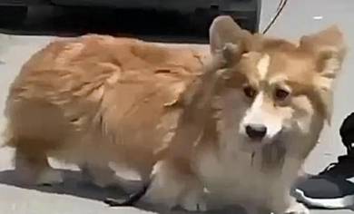 Welsh corgi imported for stud service only