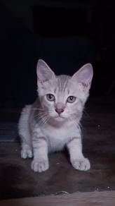 British shorthair rehome 🏠