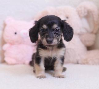 MINIATURE DACHSHUND Puppies D166 PREMIUM Quality G