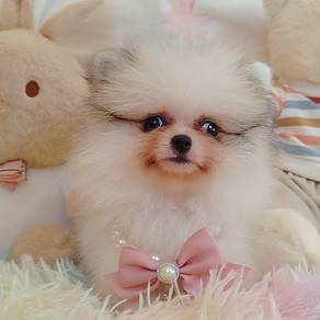 Pomeranian
