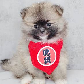 Pomeranian