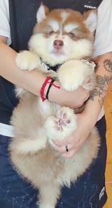 Husky