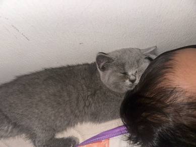 bsh blue (female) 2 months