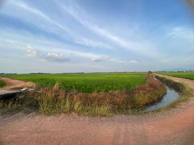 Agricultural Land in Pendang, KDH