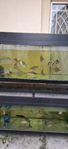 ikan kelah tor putitora