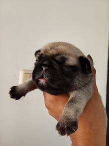 Pug