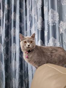 British Short Hair (BSH)