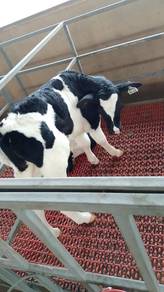Anak Lembu Jantan Tenusu