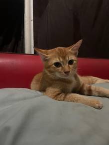 oyen manja