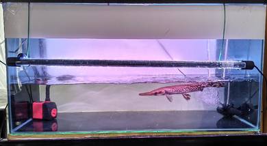 Spotted Gar