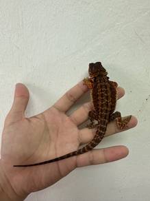 dr red genetic stripe