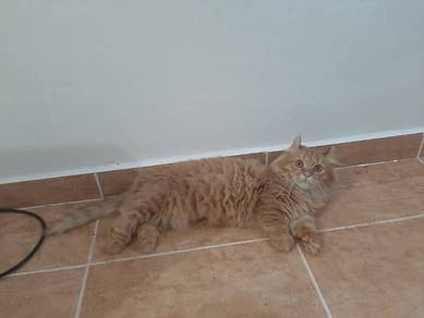 Kucing Munchkin Oyen
