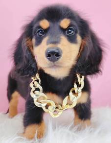 Dachshund