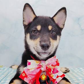 Shiba