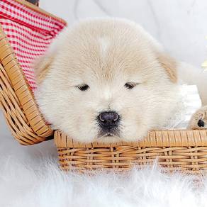 Chow Chow