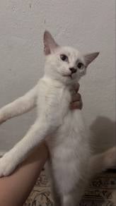 Anak kucing Kitten putih
