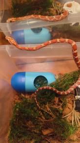 Cornsnake Baby