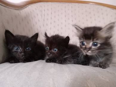 domestic long hair black cat