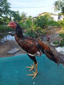 Ayam Baka Ratu