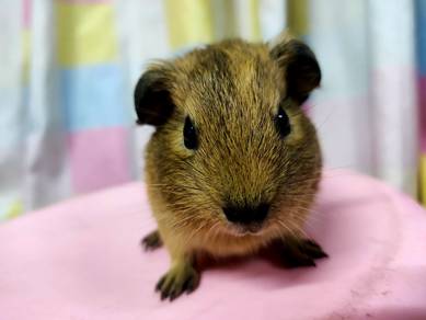 Guinea pig